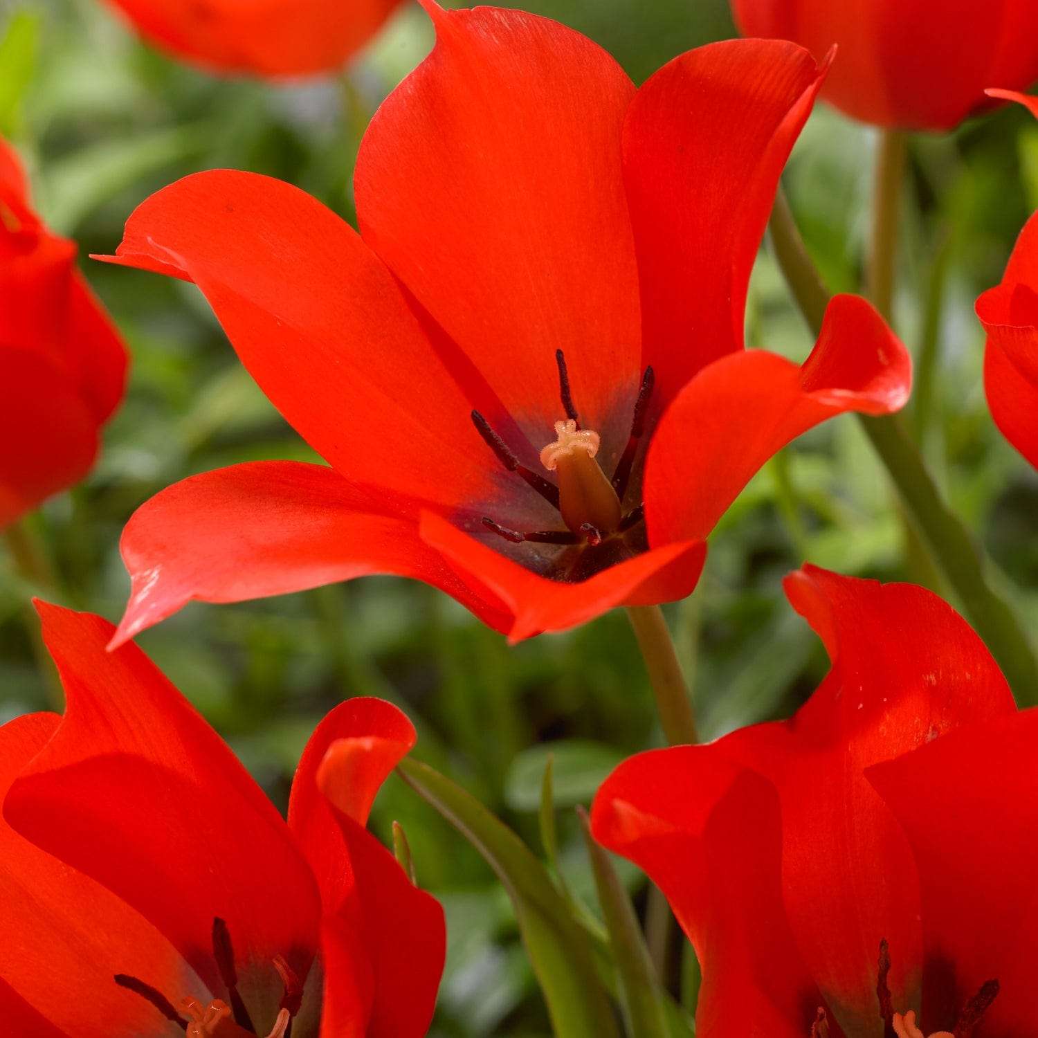 Tulpe 'Linifolia'